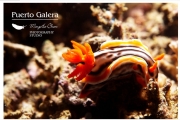 神奇海底世界 菲律宾海兔萌态百现